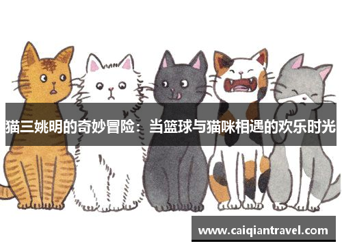 猫三姚明的奇妙冒险：当篮球与猫咪相遇的欢乐时光